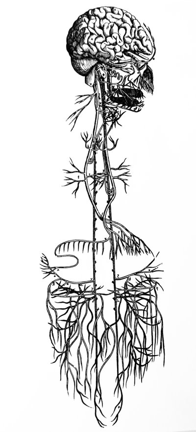 The Plates from the Fourth Book of the De Humani Corporis Fabrica by Andreas Vesalius